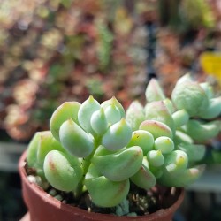 Cotyledon "pendens" 5,5