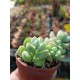 Cotyledon "pendens" 5,5