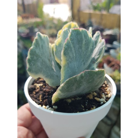 Cotyledon undulata f. variegated  (unique - μοναδικό φυτό ) 10