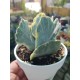 Cotyledon undulata f. variegated  (unique - μοναδικό φυτό ) 10
