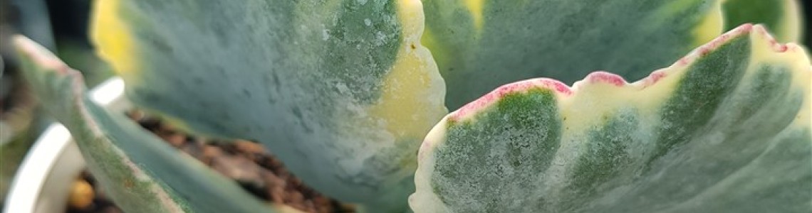 COTYLEDON ( ΠΑΧΥΦΥΤΑ )