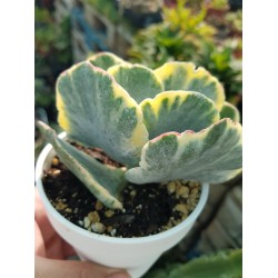 Cotyledon undulata f. variegated  (unique - μοναδικό φυτό ) 10