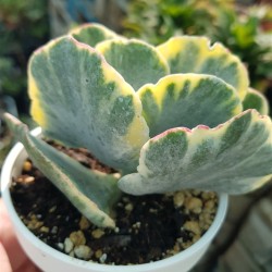 Cotyledon undulata f. variegated  (unique - μοναδικό φυτό ) 10