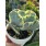 COTYLEDON ( ΠΑΧΥΦΥΤΑ )