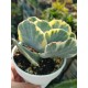 Cotyledon undulata f. variegated  (unique - μοναδικό φυτό ) 10