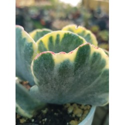 Cotyledon undulata f. variegated  (unique - μοναδικό φυτό ) 10