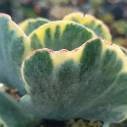 Cotyledon undulata f. variegated  (unique - μοναδικό φυτό ) 10