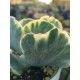 Cotyledon undulata f. variegated  (unique - μοναδικό φυτό ) 10