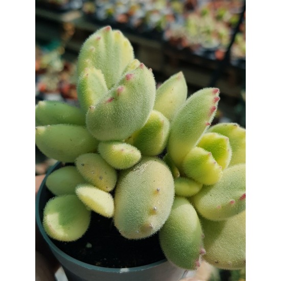 Cotyledon " tomentosa variegata-Bear's paw  " 8,5