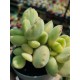 Cotyledon " tomentosa variegata-Bear's paw  " 8,5