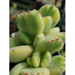 Cotyledon " tomentosa variegata-Bear's paw  " 8,5