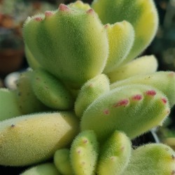 Cotyledon " tomentosa variegata-Bear's paw  " 8,5