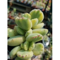 Cotyledon " tomentosa variegata-Bear's paw  " 8,5