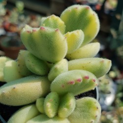 Cotyledon " tomentosa variegata-Bear's paw  " 8,5