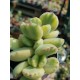 Cotyledon " tomentosa variegata-Bear's paw  " 8,5