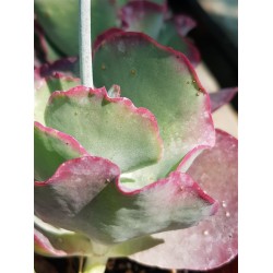 Cotyledon( undulata -hybride ) ΓΛ 8,5