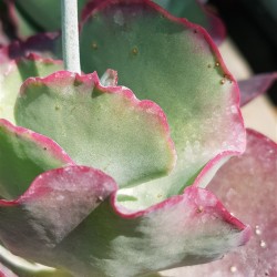 Cotyledon( undulata -hybride ) ΓΛ 8,5