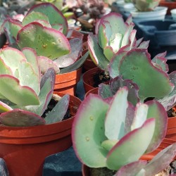 Cotyledon( undulata -hybride ) ΓΛ 8,5