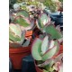 Cotyledon( undulata -hybride ) ΓΛ 8,5