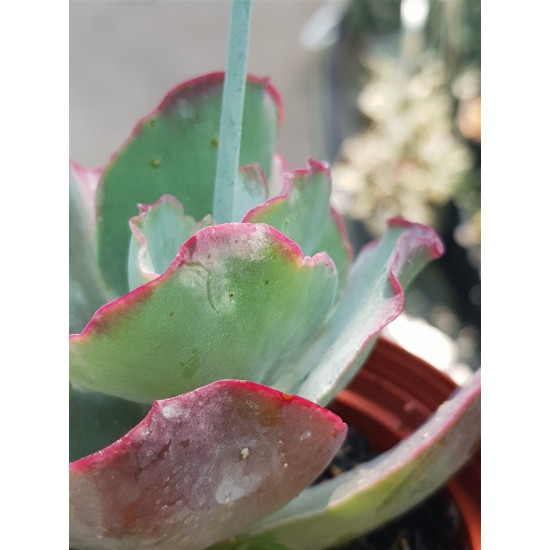 Cotyledon( undulata -hybride ) ΓΛ 8,5