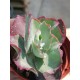 Cotyledon( undulata -hybride ) ΓΛ 8,5