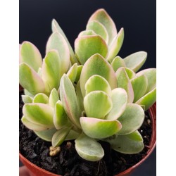 Crassula swaziensis variegata ΓΛ 8.5