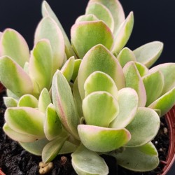 Crassula swaziensis variegata ΓΛ 8.5