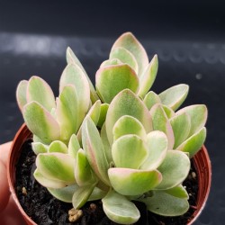 Crassula swaziensis variegata ΓΛ 8.5