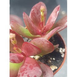 Crassula platyphylla 'Burgundy' 5.5