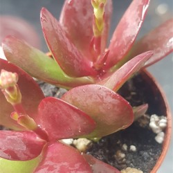 Crassula platyphylla 'Burgundy' 5.5