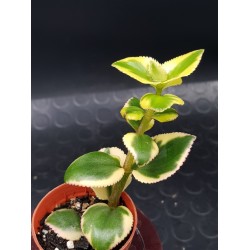 Crassula sericea var. serrulata (sermentosa ) f. variegatum 5,5