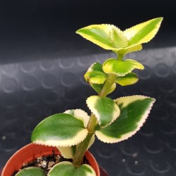 Crassula sericea var. serrulata (sermentosa ) f. variegatum 5,5