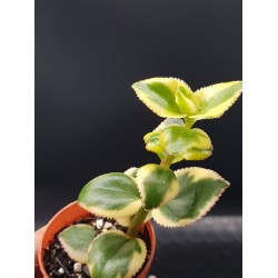 Crassula sericea var. serrulata (sermentosa ) f. variegatum 5,5