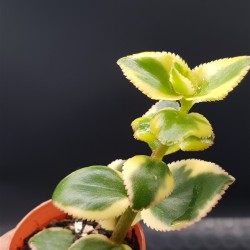 Crassula sericea var. serrulata (sermentosa ) f. variegatum 5,5