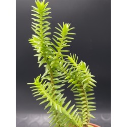 Crassula " dependens " 5,5