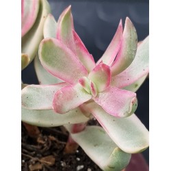 Crassula "rubricaulis - cantle plant" 8.5