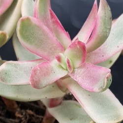 Crassula "rubricaulis - cantle plant" 8.5