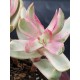 Crassula "rubricaulis - cantle plant" 5.5