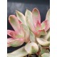 Crassula "rubricaulis - cantle plant" 5.5