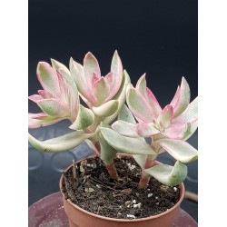 Crassula "rubricaulis - cantle plant" 8.5