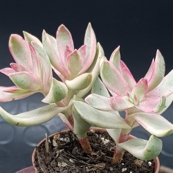 Crassula "rubricaulis - cantle plant" 8.5
