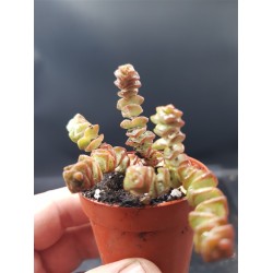 crassula marnieriana (baby) 5.5