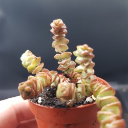 crassula marnieriana (baby) 5.5