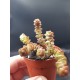 crassula marnieriana (baby) 5.5
