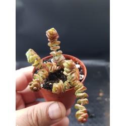 crassula marnieriana (baby) 5.5