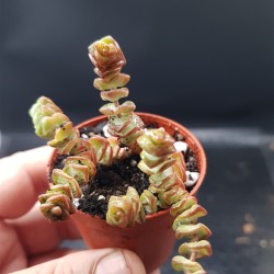 crassula marnieriana (baby) 5.5