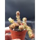 crassula marnieriana (baby) 5.5