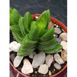 Crassula " benjamin " 5,5