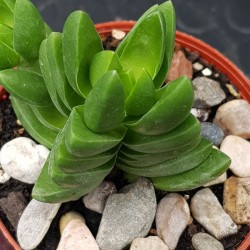Crassula " benjamin " 5,5