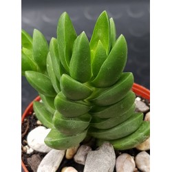 Crassula " benjamin " 5,5